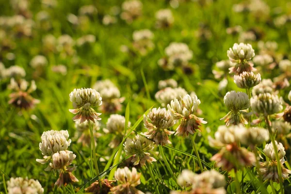 Trifolium pratense, the white clover in the meadow. White-flowered clover and Poa annua, or annual meadow grass in the sunlight.