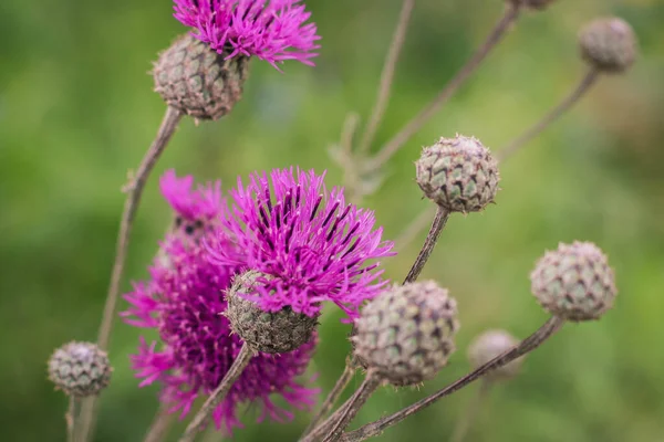 Cirsium arvense, a Creeping Thistle, blooming in the meadow. Meadow flower Close up. Field Thistle.
