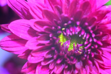 Arka plan için mor çiçek yapraklarının makro fotoğrafı