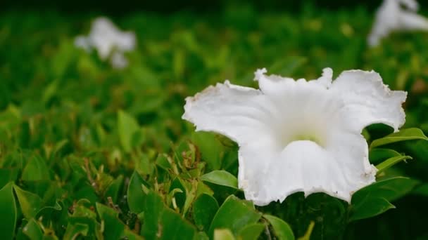 Białe Kwiaty Ogrodzeniu — Wideo stockowe