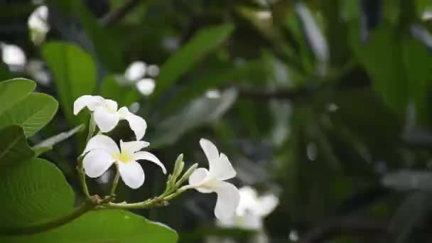 Vit Plumeria Med Suddig Bakgrund — Stockvideo