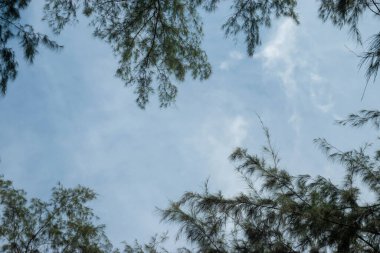 Çam ağacının altından görüntüle