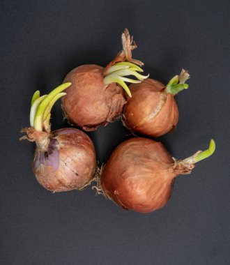 Siyah bir yüzeyde filizlenen arpacık soğanları