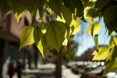 Güneşte ve bitki örtüsü