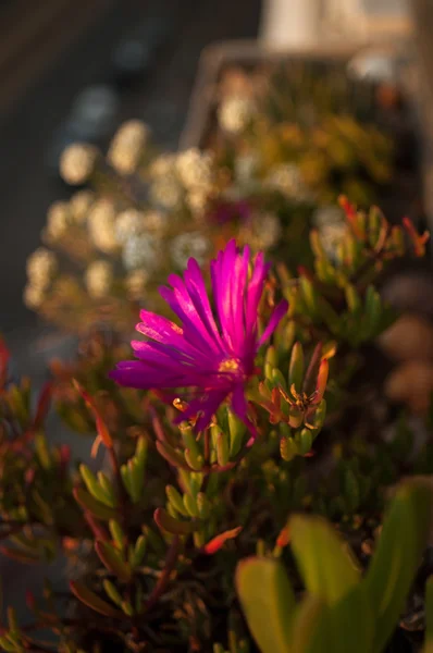 Květina Carpobrotus edulis — Stock fotografie