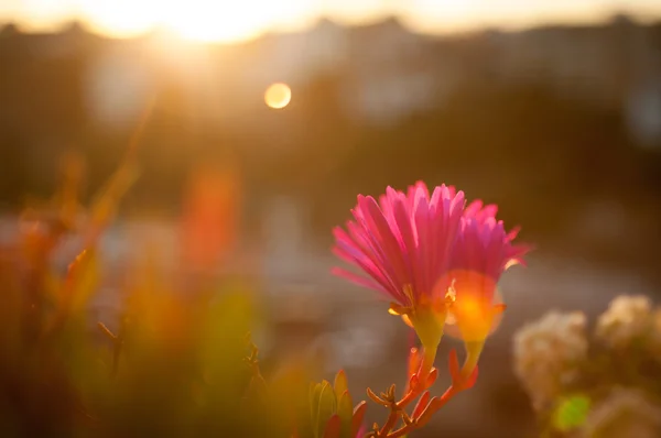 Квітка Carpobrotus білий уродити — стокове фото