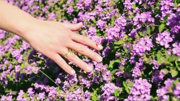 Main sur les fleurs violettes — Video