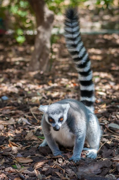 Jeden šedý lemur — Stock fotografie