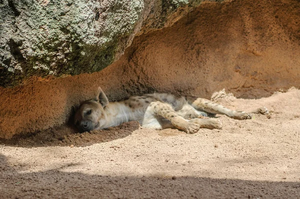 アフリカのハイエナは平和的に石の陰に眠る — ストック写真
