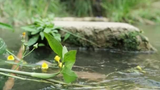 Belle Vue Sur Eau Courante Dans Une Petite Rivière Rochers — Video