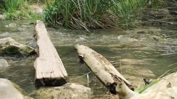 Planche Bois Travers Une Petite Rivière — Video