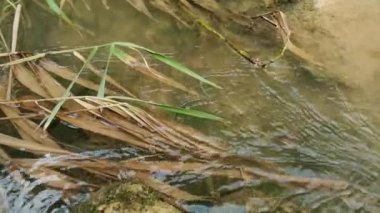Küçük bir nehirde akan su manzarası, kayalar, çimenler.