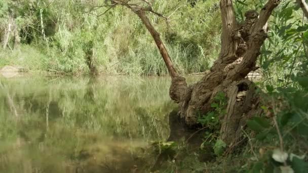 Belle Vue Sur Eau Courante Dans Une Petite Rivière Rochers — Video