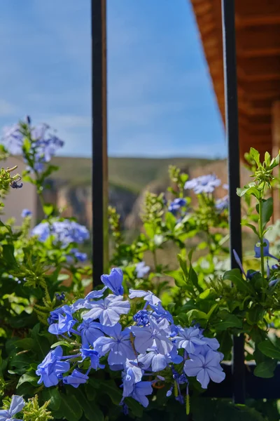 blue Jasmine flowers near the house on the street