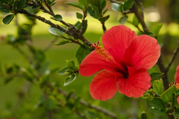 Röd Hibiskusblomma Parken Närbild — Stockfoto