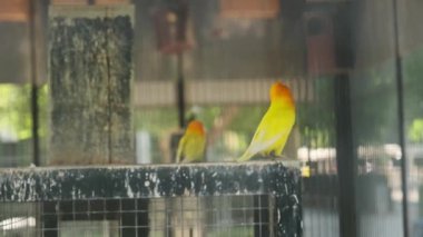 Parktaki büyük kafesteki kuşlar.