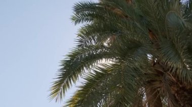 Rüzgarda savruluyor Parkta gün ışığında