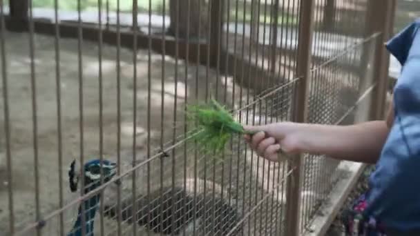 Peacocks in a large cage in the Park — Stock Video