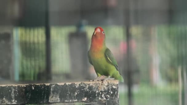 Pájaros en una jaula grande en el Parque — Vídeos de Stock