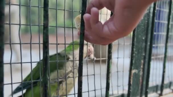 Pájaros en una jaula grande en el Parque — Vídeo de stock