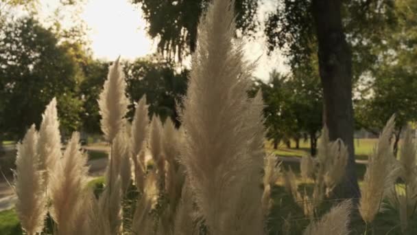 Folhas no vento na luz do dia no parque — Vídeo de Stock