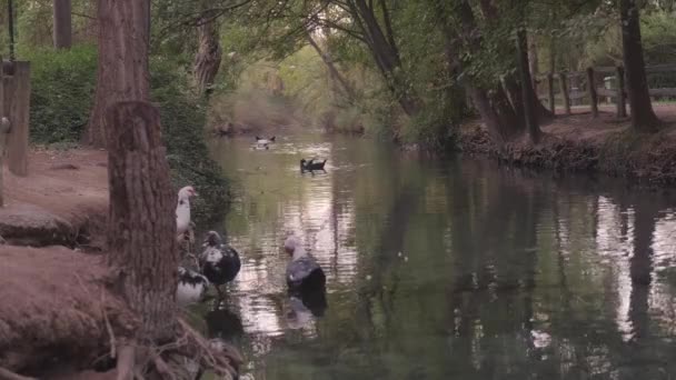 Eau calme dans le parc avec des canards — Video