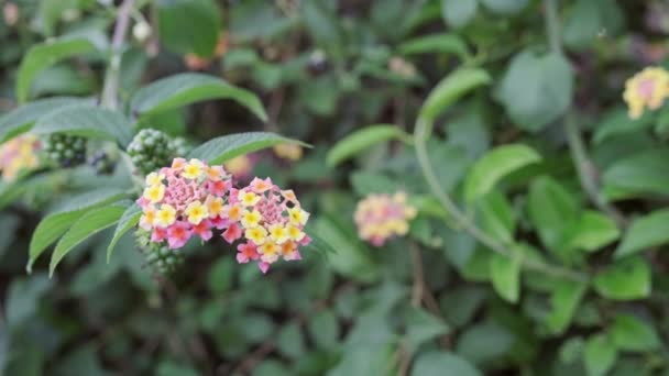 Lantana floreciente en el Parque — Vídeo de stock