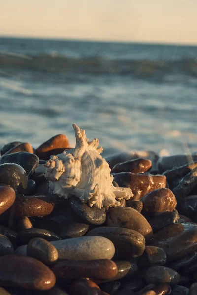 Une coquille blanche sur le fond de la mer — Photo