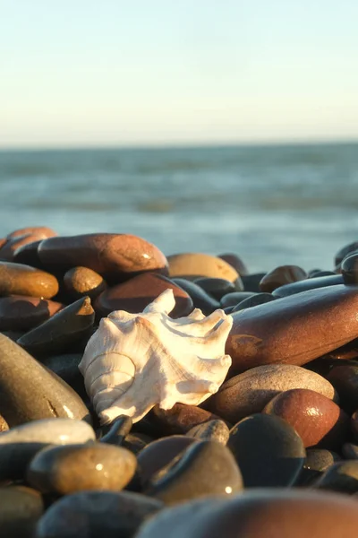 Une coquille blanche sur le fond de la mer — Photo