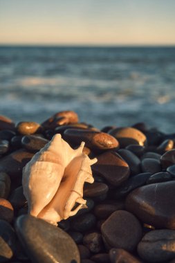 Deniz dalgaları kıyıya vururken taştan kumsalda beyaz bir deniz kabuğu yatıyor.