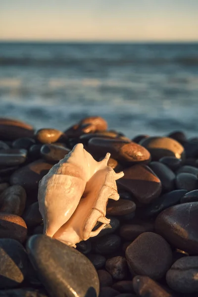 바다 배경에 있는 하얀 조개 — 스톡 사진