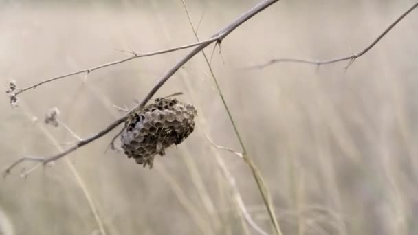 Colmeia vespa no campo — Vídeo de Stock