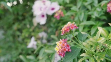 Parkta çiçek açan Lantana