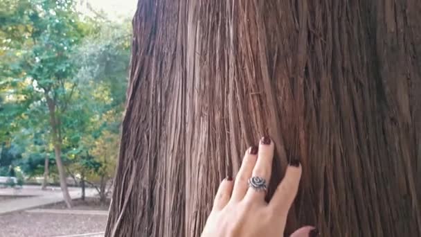 Handen på barken på ett träd — Stockvideo