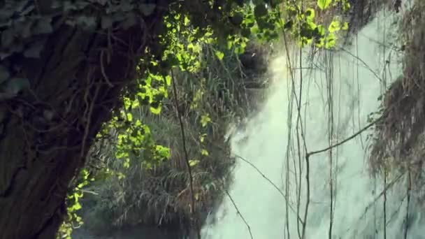 Невеликий річковий водоспад серед дерев — стокове відео