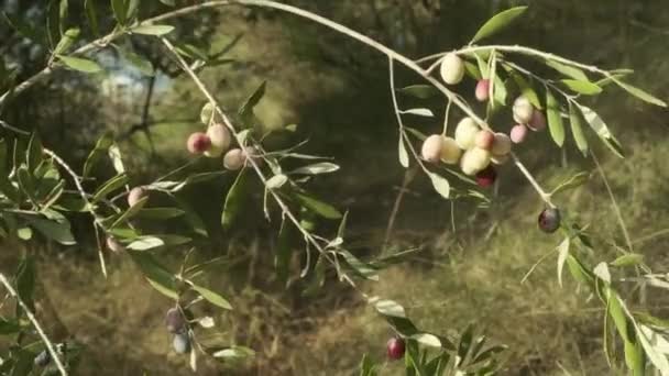 Rüzgarda zeytin dalları — Stok video