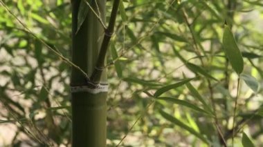 Rüzgardaki bambu bitkileri