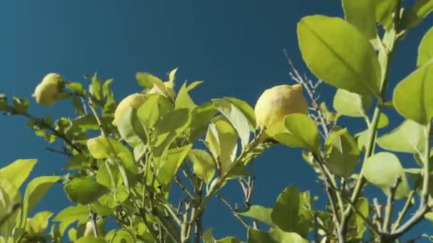 木の上の黄色いレモン — ストック動画
