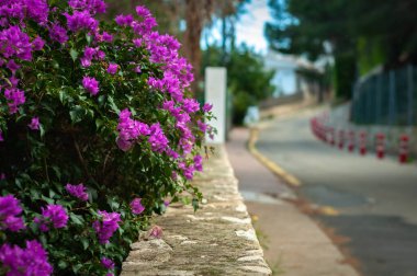 Yol boyunca çiçekli begonviller