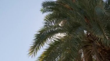 Palmiye dalları rüzgarda savruluyor.