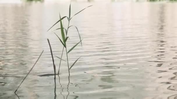 En vass grodd i lugnt vatten — Stockvideo