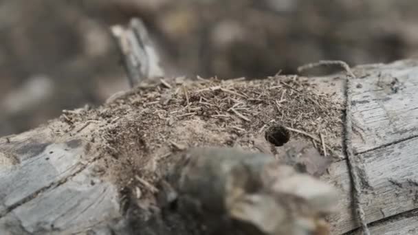 Hormigas en un tronco seco — Vídeo de stock