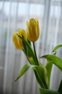 Vazodaki parlak sarı laleler