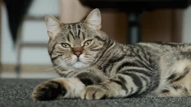 카펫에 앉아 쉬고 있는 영국 산 고양이 — 비디오