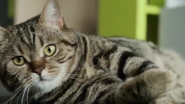Brit macska a szőnyegen pihen — Stock videók