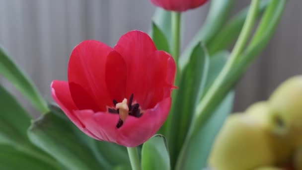 Vår bukett av ljusa röda pulpans — Stockvideo