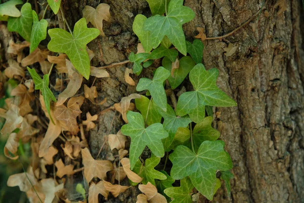 Листья плюща на стволе дерева — стоковое фото
