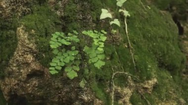 Dağ suyu eğreltiotu boyunca akar.