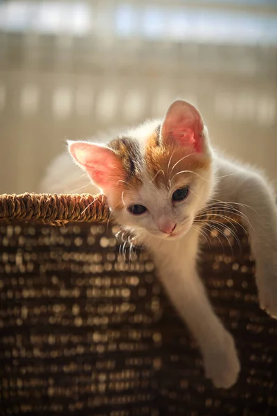 Piękny trójkolorowy mały piesek kotek — Zdjęcie stockowe