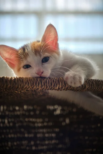 Gatinho de estimação pequeno tricolor bonito — Fotografia de Stock